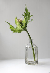 Minimalist still life with cabbage thistle flower in vintage glass vase on a light background.