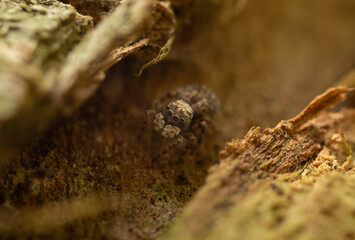 Tiny Jumping Spider Resting in Wood Crevice
