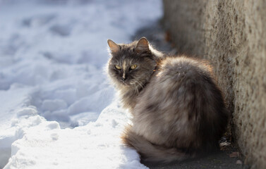 Fluffy cat in the snow