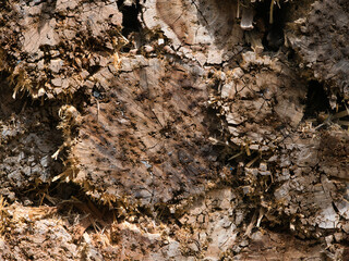 Bulletproof wooden logs with traces of bullet holes in the shooting range