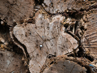 Bulletproof wooden logs with traces of bullet holes in the shooting range