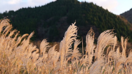 Golden pampas grass glowing in the sunset light