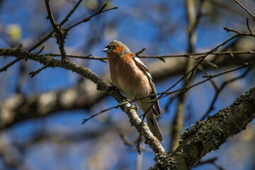 Common Eurasian chaffinch perched on tree branch against blue sky in spring