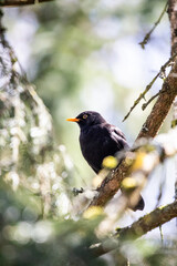 A common blackbird perched on branch in bright spring forest light between leaves 
