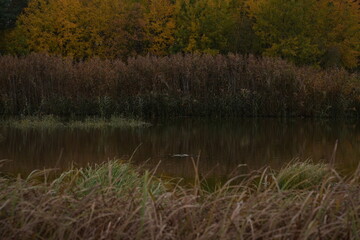 Quiet lake in the middle of a forest.