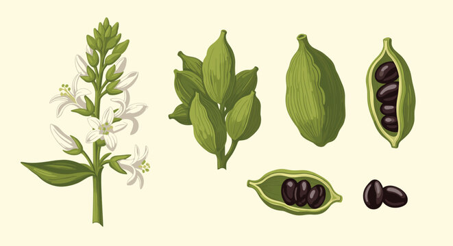 Illustration of cardamom pods and flowers, showing the plant and its spice components.