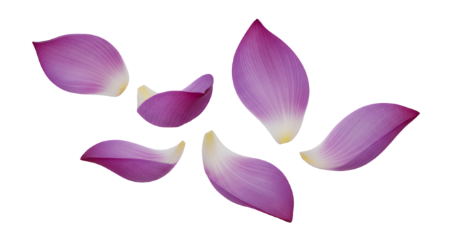 Delicate pink and purple lotus petals scattered gracefully on a clean white background, symbolizing purity, tranquility, and natural beauty for serene floral themes and elegant designs