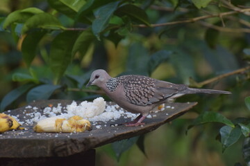 The Ceylon Spotted Dove