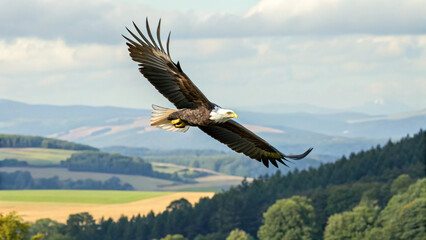 eagle in flight