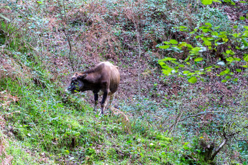 Cow grazing in the forest.