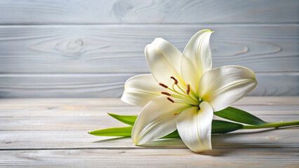 white lily on wooden background
