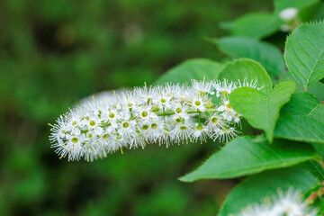 Close-up of beautiful blooming prunus grayana in spring forest park.