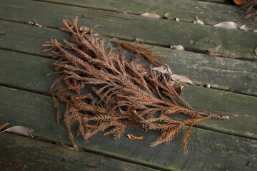 木材に置かれた枯れた杉科の小枝