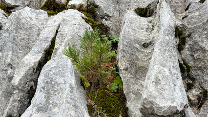 The growth pattern of pine saplings in rocks and their struggle to hold on to life