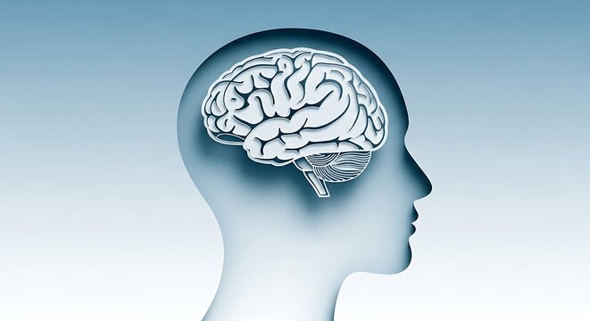 Human brain anatomy illustration for medical education and neuroscience research study guide