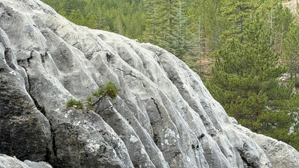 The growth pattern of pine saplings in rocks and their struggle to hold on to life
