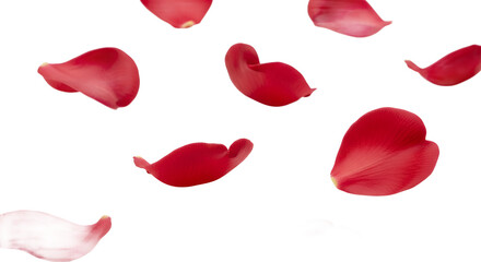 Fototapeta premium Beautiful red rose petals gently floating against a clean white background, evoking feelings of romance and natural beauty