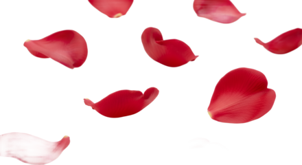 Beautiful red rose petals gently floating against a clean white background, evoking feelings of romance and natural beauty