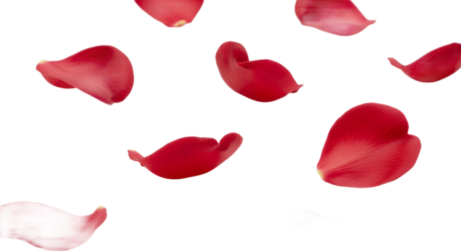 Beautiful red rose petals gently floating against a clean white background, evoking feelings of romance and natural beauty