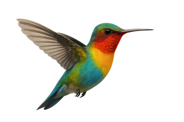 Fototapeta premium Hummingbird flying with vibrant red, yellow, and green plumage, hovering in graceful motion on a transparent background