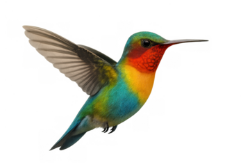 Hummingbird flying with vibrant red, yellow, and green plumage, hovering in graceful motion on a transparent background