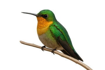 Fototapeta premium Rufous-tailed hummingbird perching on a branch, having green and orange feathers, wild animal with transparent background