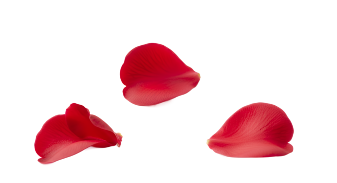 Delicate Red Rose Petals on White Background, Ideal for Romantic Designs