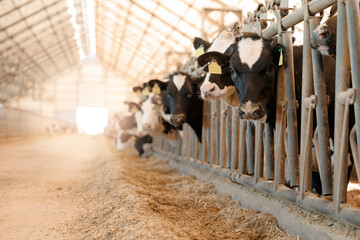 Portrait Dairy cows feeding in modern barn with sunlit roof structure