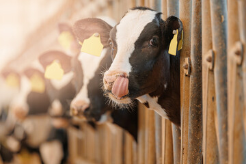 Playful cow calf is sticking out its tongue in barn leaning through fence at feeding time © Parilov