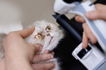 Veterinary ophthalmologist exam for cat eye health check at clinic
