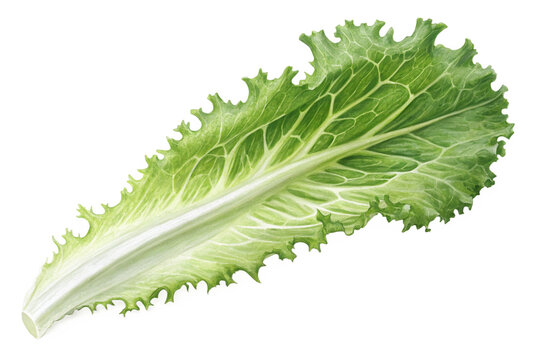 Fresh green endive leaf 