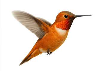 Fototapeta premium Rufous hummingbird male in flight with orange iridescent gorget and feathers, wings beating, transparent background