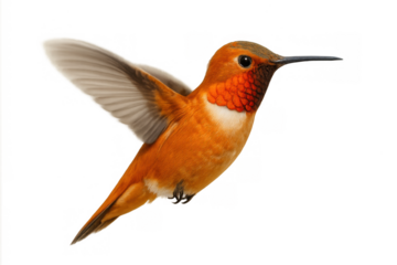 Rufous hummingbird male in flight with orange iridescent gorget and feathers, wings beating, transparent background