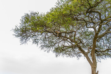 A solitary leopard is camouflaged high up in the dense branches of an acacia tree against a bright sky.
