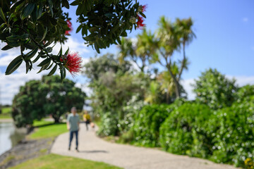 Obraz premium Pohutukawa trees in bloom. Unrecognizable people and dog walking in the park. Onehunga Bay Reserve. Auckland.