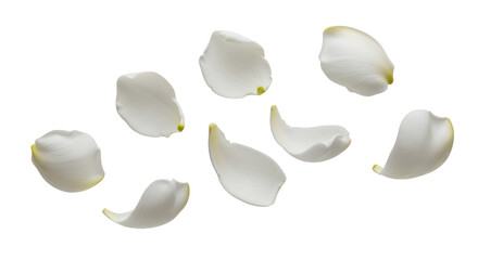 Delicate White Petals Dancing A Serene Display of Floral Elegance on a Clean White Backdrop