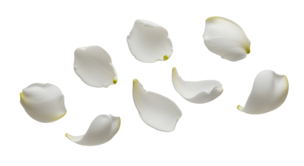 Delicate White Petals Dancing A Serene Display of Floral Elegance on a Clean White Backdrop