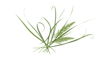 A small bunch of green blades of grass with some seed heads of a different kind of grass on a white background