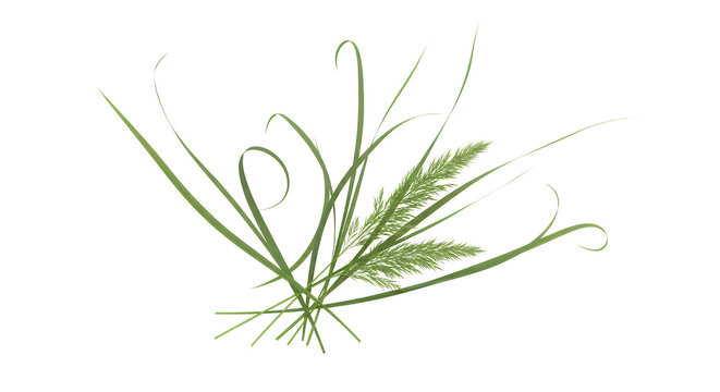 A small bunch of green blades of grass with some seed heads of a different kind of grass on a white background