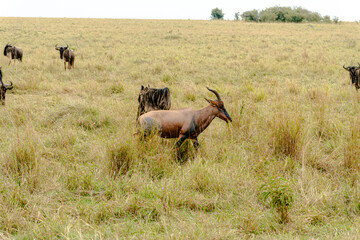 Topi and Wildebeest in the wild.