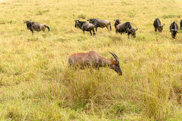 A Topi grazes in the foreground with a group of wildebeest standing in the tall, golden savanna grass behind it.