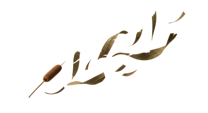 Dried cattail and fallen leaves, a symbol of autumn's transient beauty and nature's gentle decay