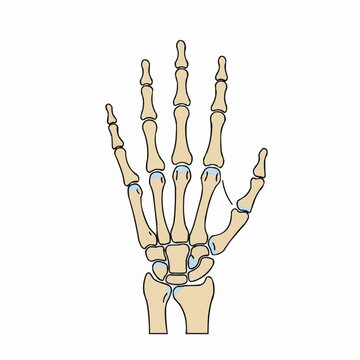 Hand Skeleton
