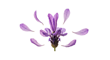 Delicate purple lavender petals artfully scattered around a central flower on a pristine white background, creating a serene botanical composition, perfect for tranquil nature themes