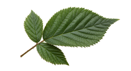 Green Leaf with Detailed Veins on White Background
