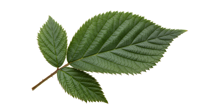 Green Leaf with Detailed Veins on White Background
