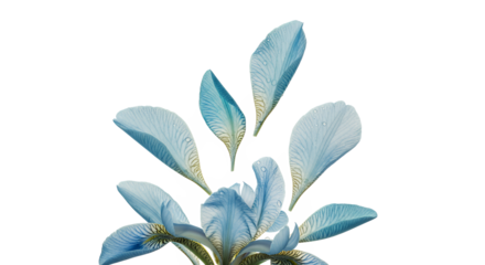 Delicate light blue iris petals elegantly deconstructing and floating upwards on a pure white background, showcasing ethereal botanical beauty and graceful movement