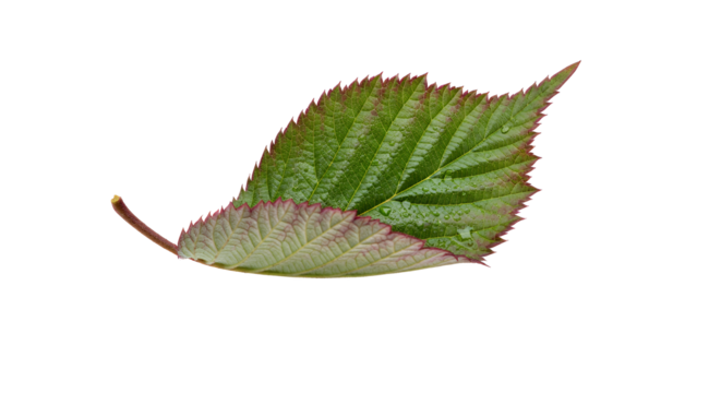 Green leaf with jagged edges and a reddish tint isolated on white background