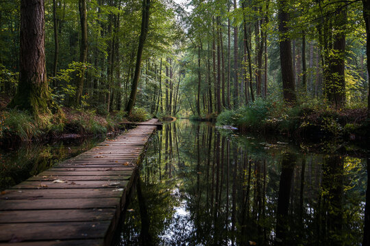 A wooden boardwalk leads through a serene forest with a tranquil water channel reflecting the trees and greenery