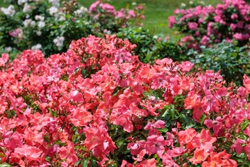 Beautiful orange rose flower blooming in the rose garden in Izu.